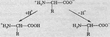 Хімічні властивості амінокислот   АМІНОКИСЛОТИ Й БІЛКИ