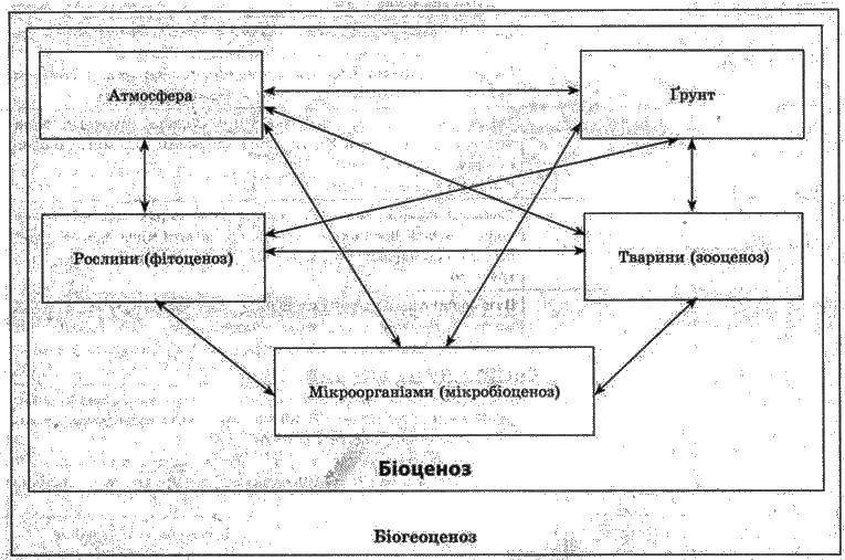 Властивості і типи біогеоценозів   ОСНОВИ ЕКОЛОГІЇ. БІОСФЕРА