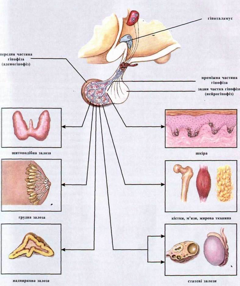 Системні механізми гомеостазу в людини на рівні організму