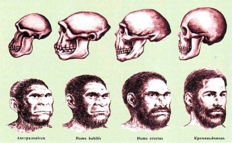 Етапи антропогенезу   Походження людини