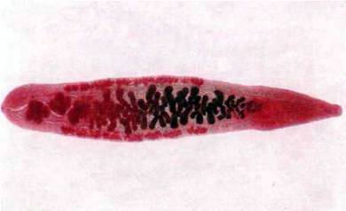 Сисун котячий, або сибірський (Opisthorhis felineus)   Тип Плоскі черви Plathelminthes