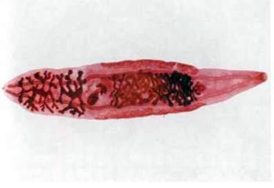 Сисун китайський (клонорх китайський) (Clonorchis sinensis)   Тип Плоскі черви Plathelminthes