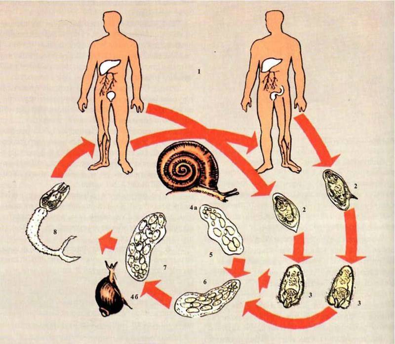 Жизненный цикл шистосомы. Стадии жизненного цикла шистосомы. Шистосома кровяная жизненный цикл. Шистосома урогенитальная жизненный цикл.