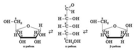 Гидролиз гидроксида меди 2. Химические свойства рибозы и дезоксирибозы. Рибоза химические реакции. Рибоза химические свойства. Дезоксирибоза химические реакции.