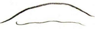 Аскарида людська (Ascaris lumbricoides)   Тип Круглі черви (Nemathelminthes)