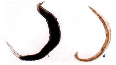 Гострик (Enterobius vermicularis)   Тип Круглі черви (Nemathelminthes)