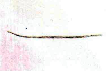 Філярії   Тип Круглі черви (Nemathelminthes)