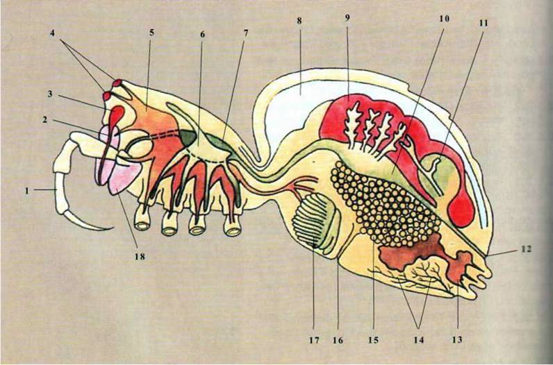 Тип Членистоногі (Arthropoda)