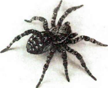 Скорпіони і павуки як отруйні тварини   Клас Павукоподібні (Arachnoidea)
