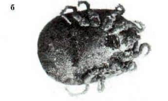 Аргасові кліщі: кліщ селищний (Оrnithodorus раріllipes)   Клас Павукоподібні (Arachnoidea)