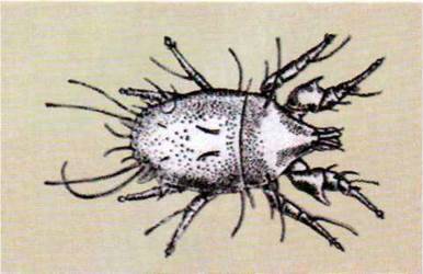 Значення трансоваріальної передачі збудників хвороб у кліщів   Клас Павукоподібні (Arachnoidea)