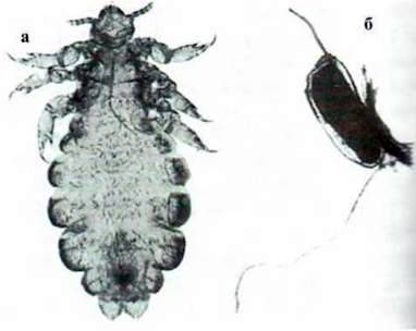 Ряд Воші (Anoplura)   Клас Комахи (Insecta)