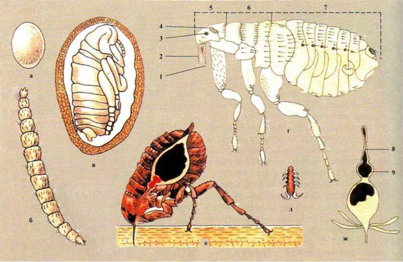 Ряд Блохи (Aphaniptera)   Клас Комахи (Insecta)