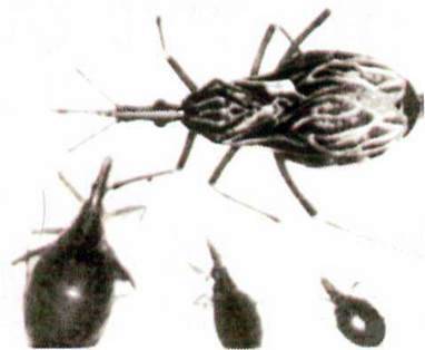 Ряд Клопи (Heteroptera)   Клас Комахи (Insecta)