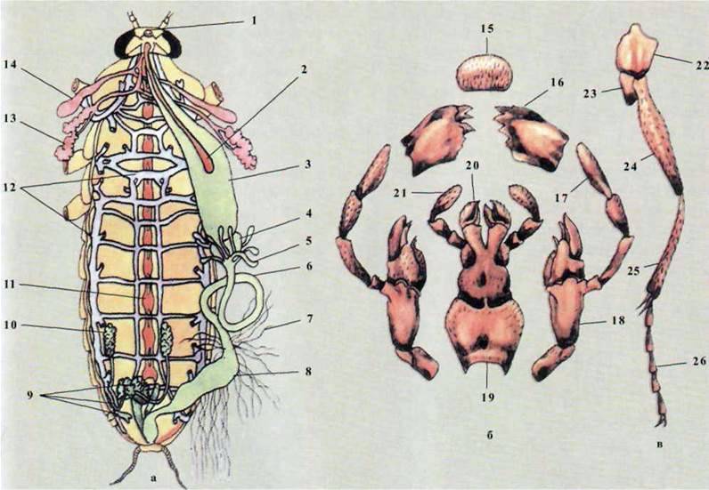 Ряд Тарганові (Blattoidea)   Клас Комахи (Insecta)