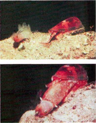 Молюски   Отруйні тварини   Отруйні для людини організми