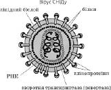 Вірус імунодефіциту людини   Віруси   Загальна Біологія