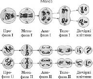 Репродукція клітин   Клітина як основна структурно функціональна одиниця живої природи   Загальна Біологія