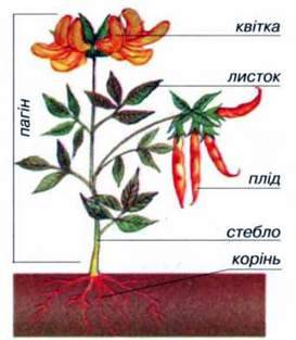 Загальна характеристика рослин