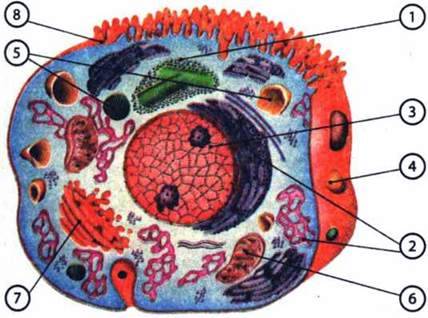 Клітини і тканини