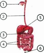 Органи та системи органів