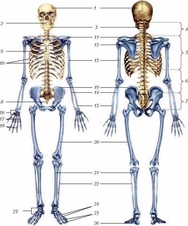 Зєднання кісток. Будова скелета людини