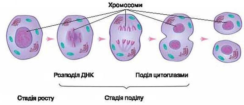 Биологический рост клеток. Деление растительной клетки 5 класс биология. Деление и рост клеток 5 класс биология. Деление клетки 5 класс биология. Деление растительной клетки схема.