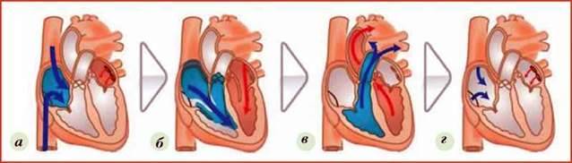Серцевий цикл. Регуляція серцевого ритму
