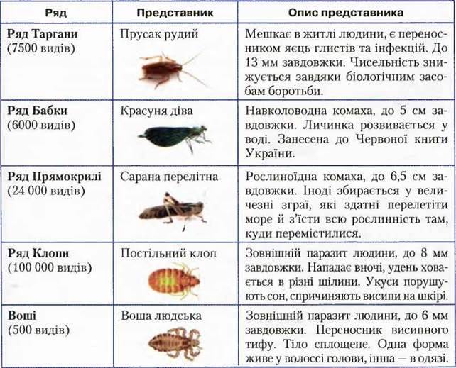 Різноманіття комах