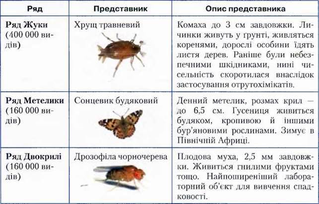 Різноманіття комах