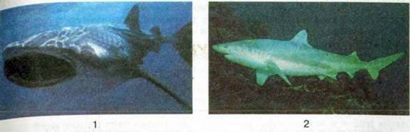 Розмноження, розвиток і різноманітність хрящових риб