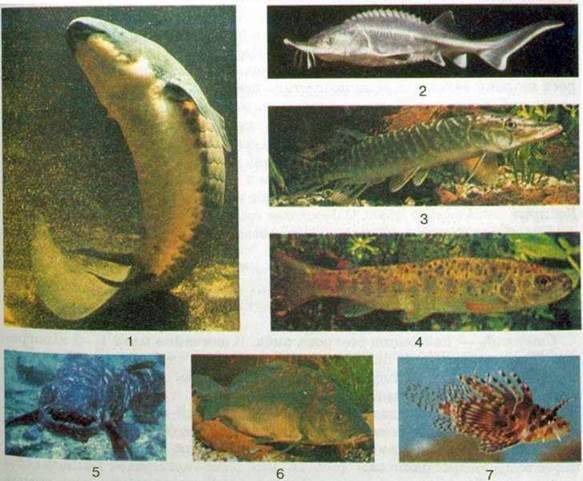 Різноманітність кісткових риб. Охорона риб