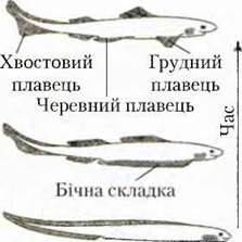 Походження й особливості риб