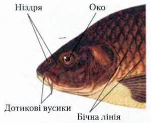 Походження й особливості риб