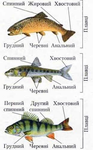 Клас Променепері риби