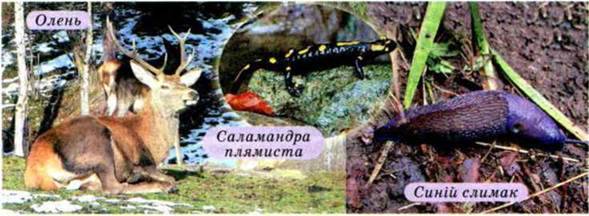 Різноманітність тваринного світу. Тваринні ресурси України, заходи щодо їх відтворення й охорони