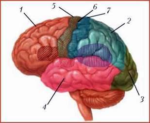 Головний мозок. Передній мозок: проміжний мозок і великі півкулі