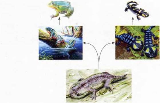 Лопатепері риби та походження чотириногих