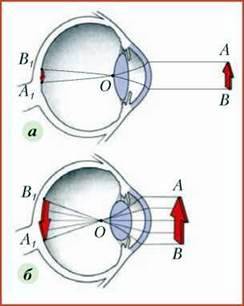 Зорова сенсорна система. Будова ока. Оптична система ока