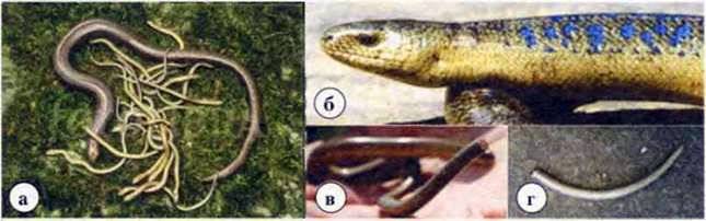 Різноманітність рептилій