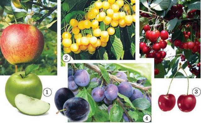 Реферат: Плодово-ягідні рослини їх походження та використання