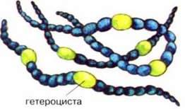 Ціанобактерії (синьо зелені водорості)